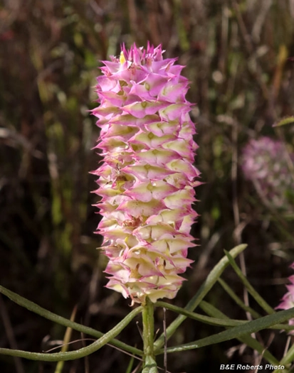 {Polygala cruciata}